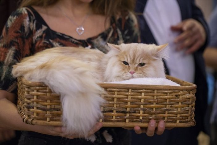 Başkent'te Kedi Güzellik Festivali düzenlendi