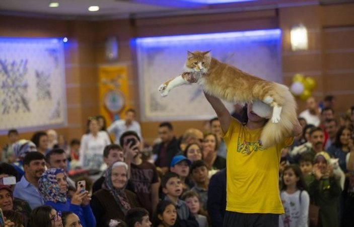 Başkent'te Kedi Güzellik Festivali düzenlendi