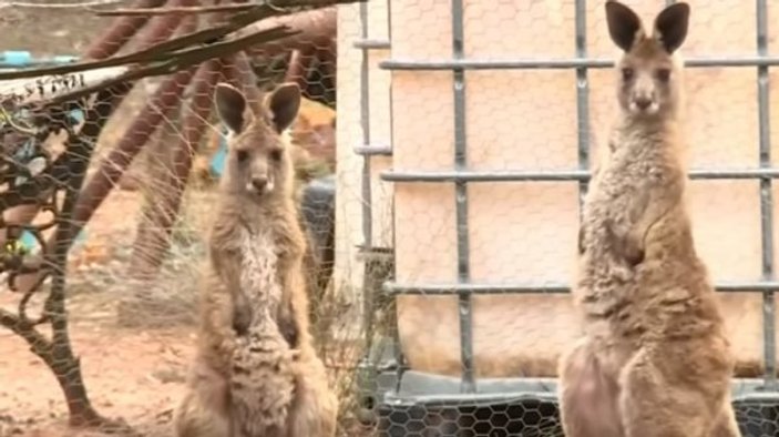 Avustralya'da kanguru saldırısı arttı