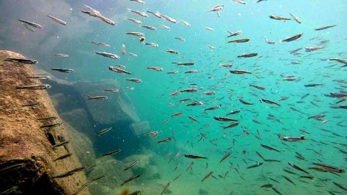 Van Gölü'nde yavru balıklar çoğaldı