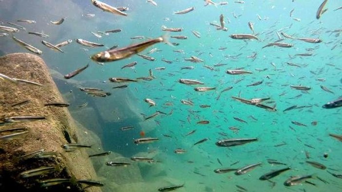 Van Gölü'nde yavru balıklar çoğaldı