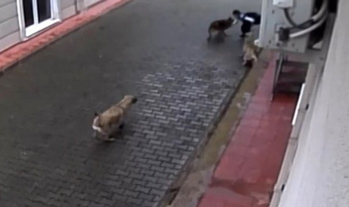 Bursa'da aç kalan köpekler 12 yaşındaki çocuğa saldırdı