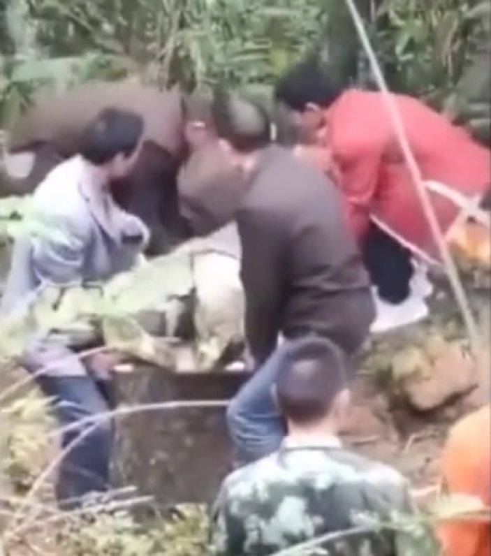 Çinli çılgın vlogger arıların saldırısına uğradı
