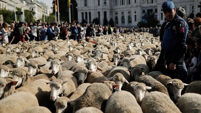 Madrid'de koyunlar şehir merkezine indi