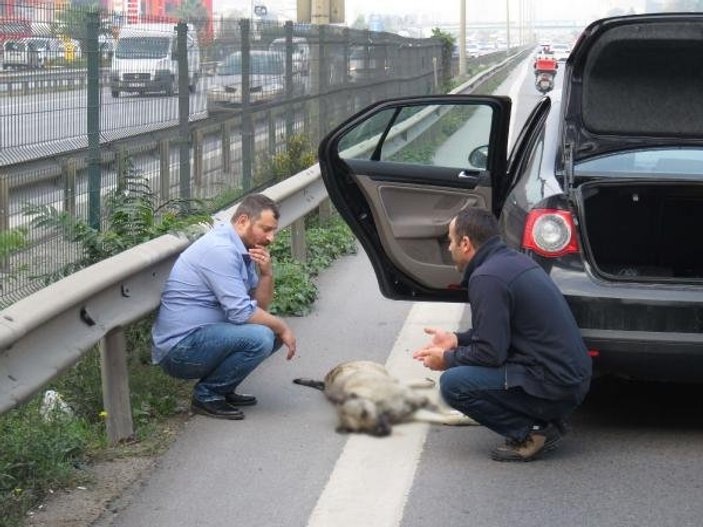Köpeğine otomobil çarpan gencin gözyaşları