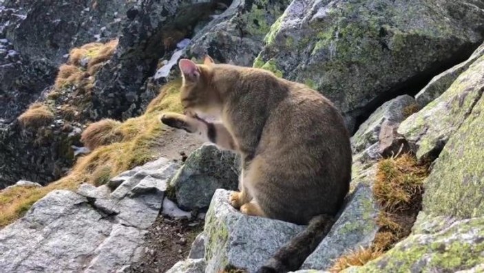 Tatras Sıra Dağı'nın zirvesinde dağcılara kedi sürprizi
