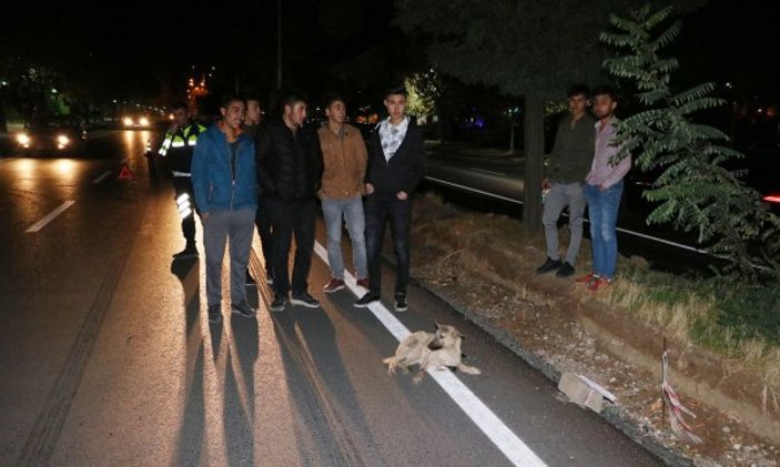 Yozgat'ta bacakları kırılan köpeğe gençler yardım etti