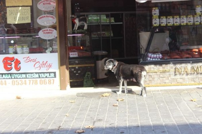 Bursa'nın maskotu anne köpek