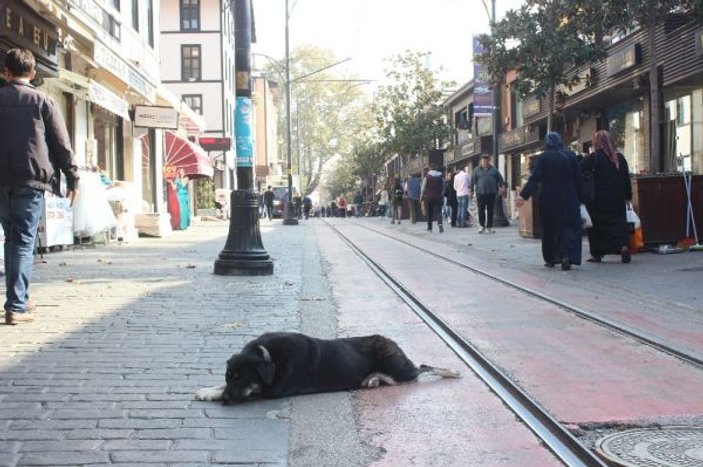 Bursa'nın maskotu anne köpek
