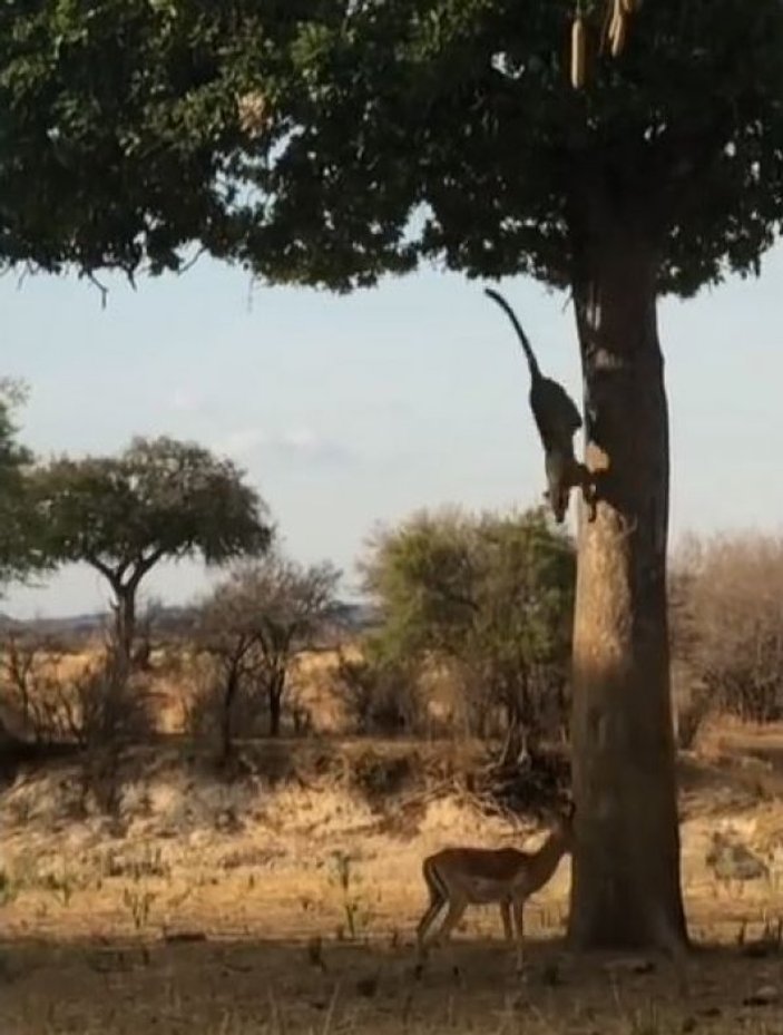 Ağaçtan atlayan leopar impalayı avladı