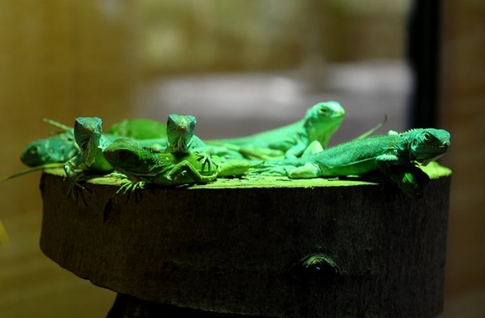 Bursa'da iguana 47 yavru dünyaya getirdi