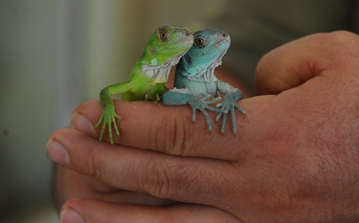 Bursa'da iguana 47 yavru dünyaya getirdi