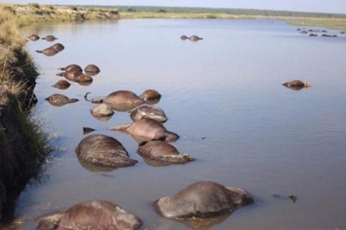 Aslanların kovaladığı yüzlerce bufalo nehirde boğuldu