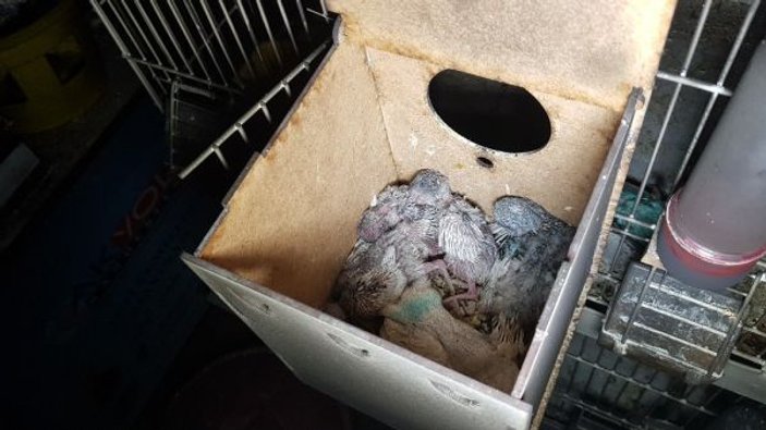 Pet shop’ta çıkan yangında çok sayıda kuş telef oldu
