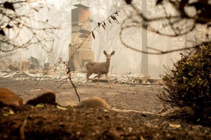 Kaliforniya'daki yangın tüm canlıları zor durumda bıraktı