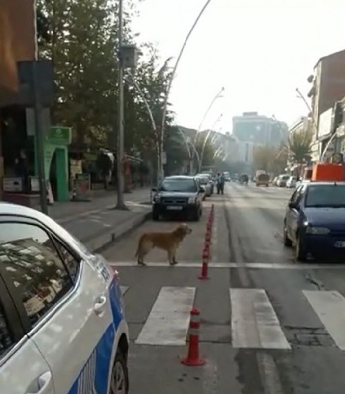Yaya geçidini kullanan sokak köpeği
