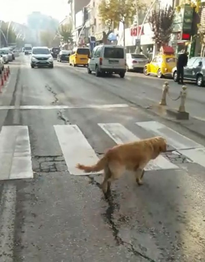 Yaya geçidini kullanan sokak köpeği