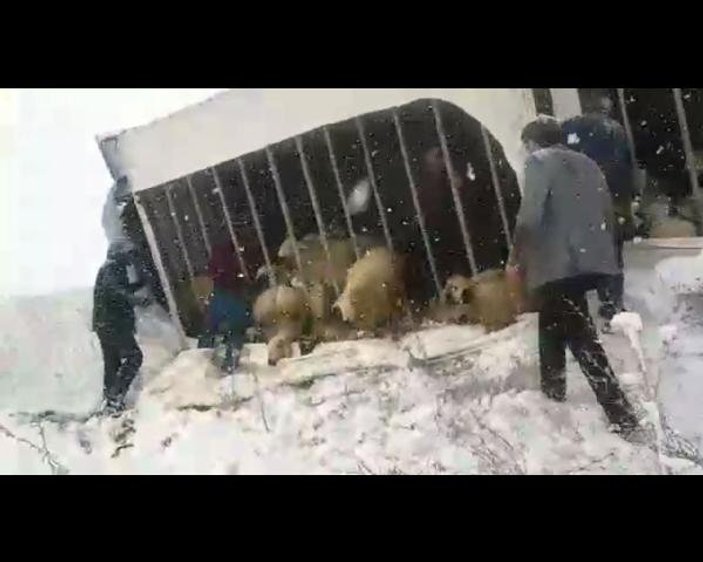 Devrilen tırın dorsesindeki koyunları çevredekiler kurtarıldı