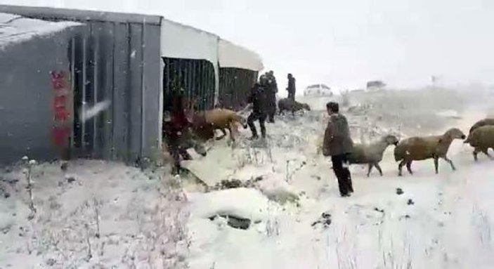 Devrilen tırın dorsesindeki koyunları çevredekiler kurtarıldı