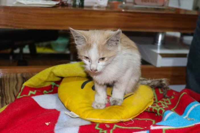 Iğdır'da ayakları kesik halde bulunan kedi tedavi edildi