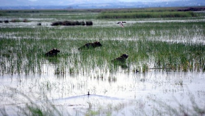 Kızılırmak Deltası UNESCO yolunda