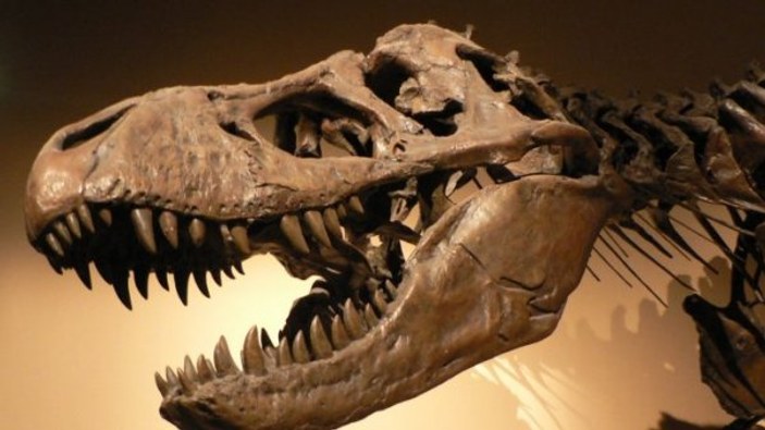 Brezilya'da, yeni bir dinozor türüne ait iskeletler bulundu