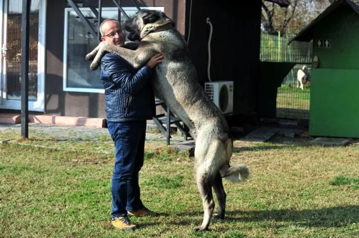 10 aylık kangal köpeğinin fiyatı 125 bin lira
