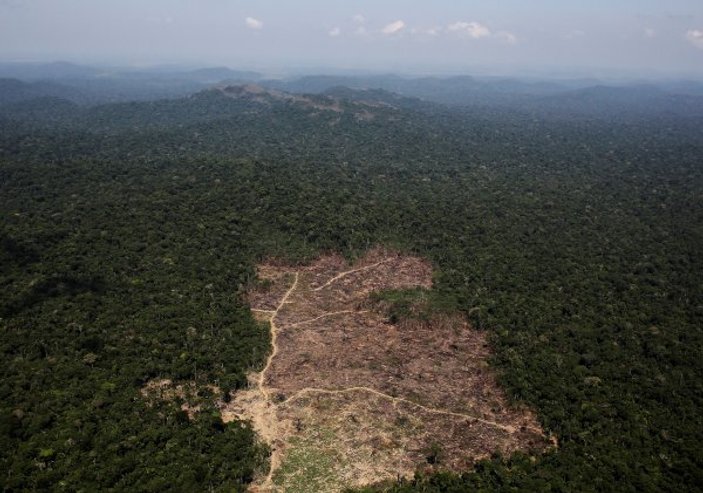 Amazon ormanlarında son 10 yılın en büyük kaybı yaşandı