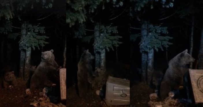 Uludağ’da aç kalan ayılar yiyecek aramaya çıktı