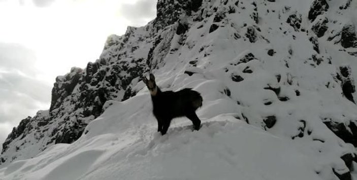 Drone ile çengel boynuzlu dağ keçisini görüntüledi