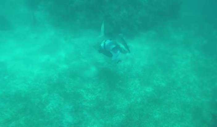 Bahamalarda dalış yapan sporcuya köpek balığı saldırdı