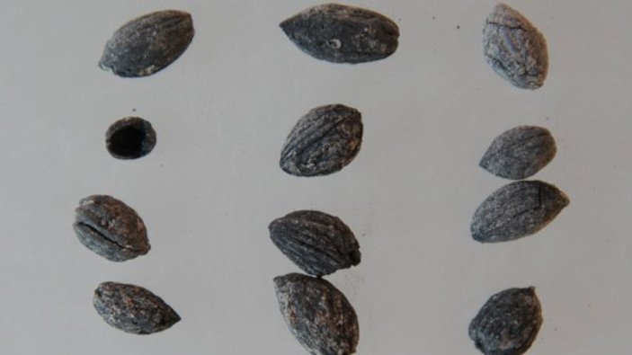 Kilis'te 4 bin yıllık zeytin çekirdekleri bulundu