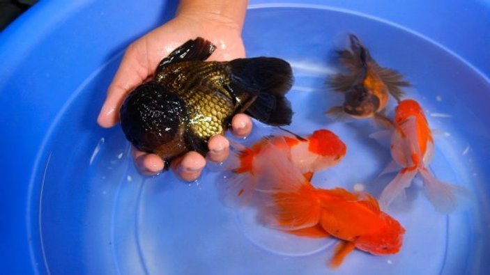 Black Oranda Goldfish nedir