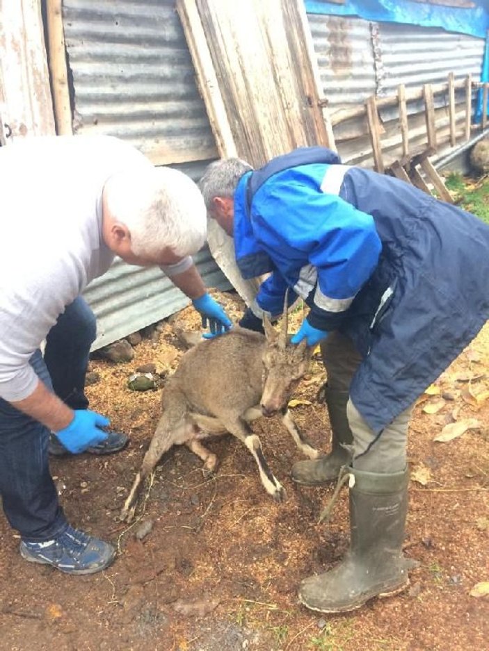 Avcıların vurduğu keçi tedavi edildi