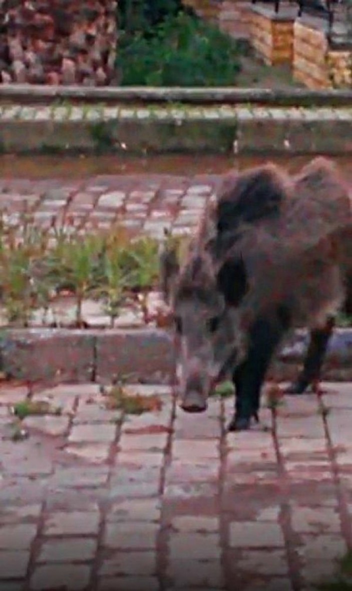 İzmir'de aç domuzlar şehir merkezinde yemek aradı