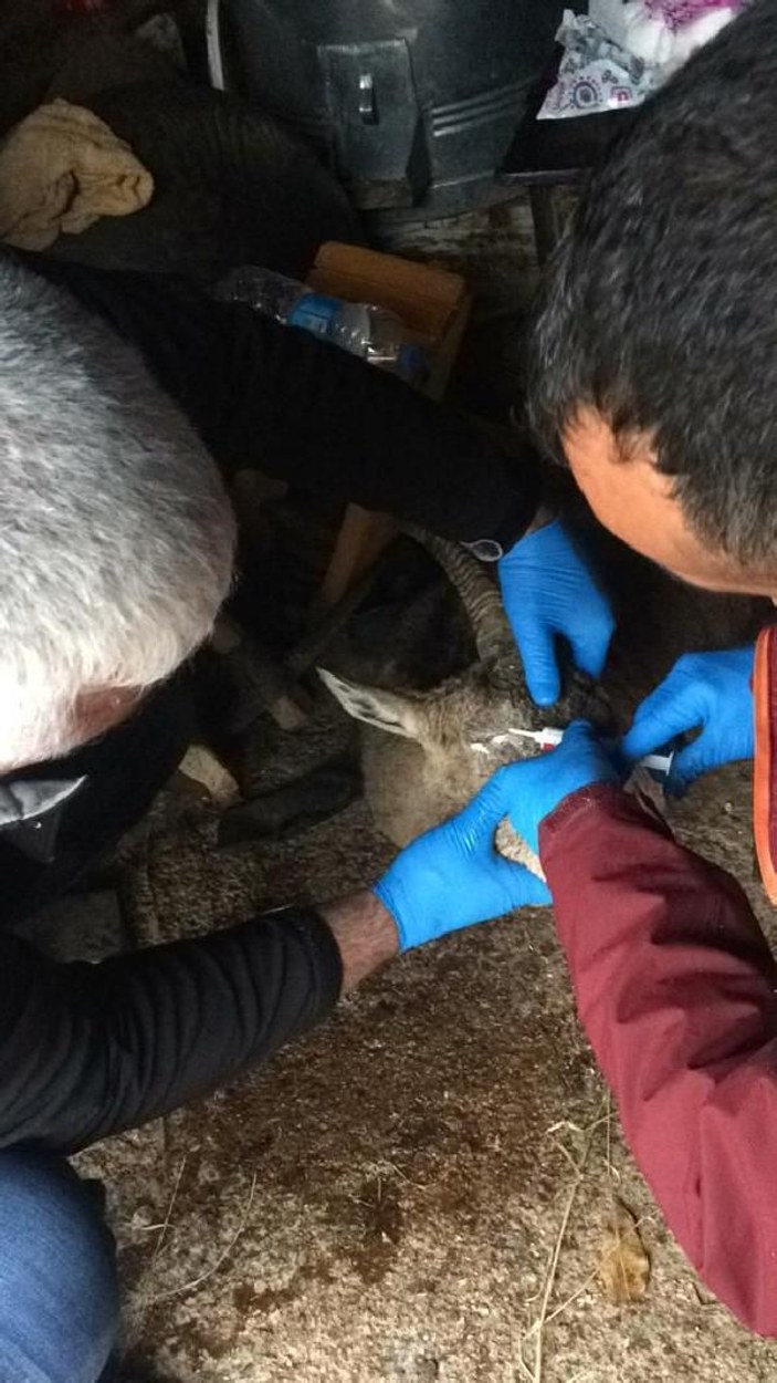 Avcıların vurduğu keçi tedavi edildi