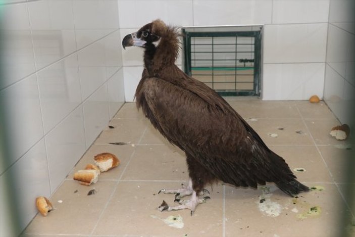 Bolu'daki yaralı kara akbaba doğaya salındı