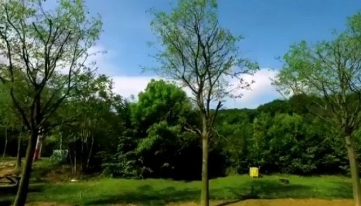 Maçka Parkı'ndan sökülen ağaçlar tomurcuklandı