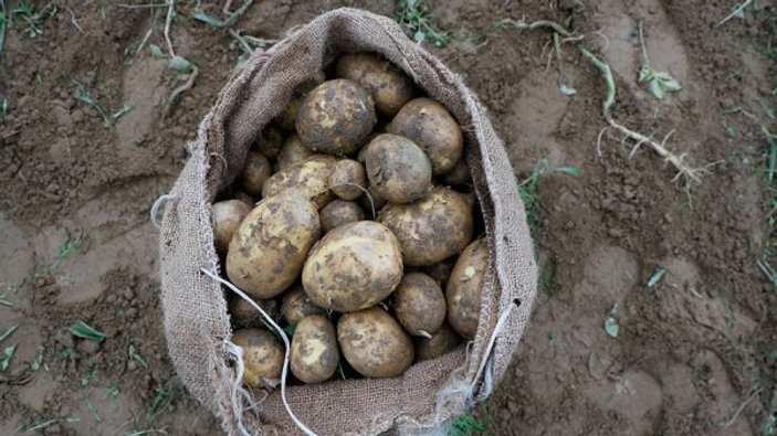 Organik patatesle gelen başarı hikayesi