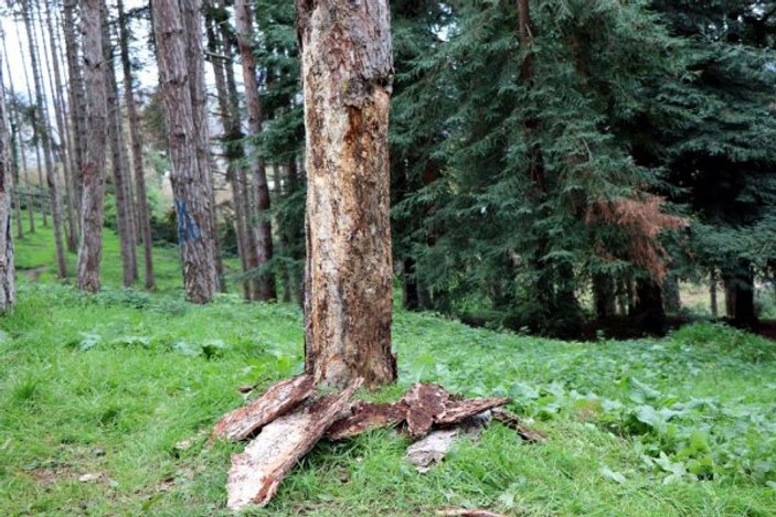 Atatürk Köşkü Ormanı'ndan 456 ağaç kesilecek