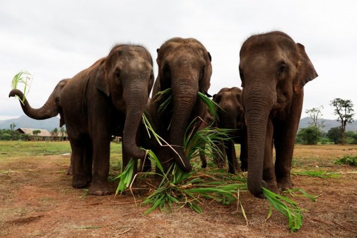 Tayland'da yaşayan bir adam 10 yıldır fillere çalıyor
