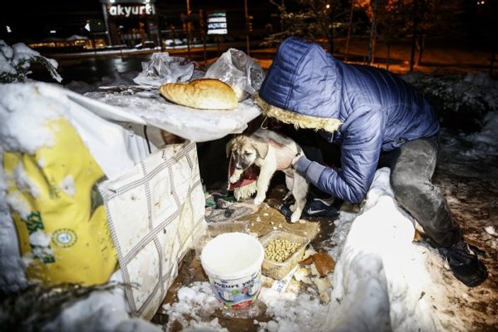 Mahalleli kar soğuğunda köpeklere sahip çıktı