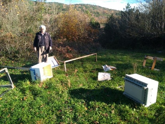 Kastamonu'da ayılar arı kovanlarına saldırdı