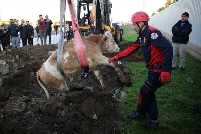 Köpek su kanalına düşen ineği kurtardı