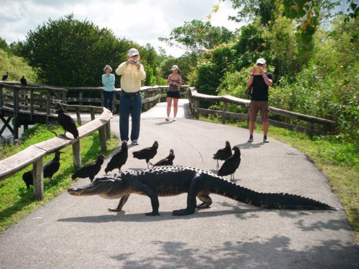 Timsah rotası desek: Miami Gator Park