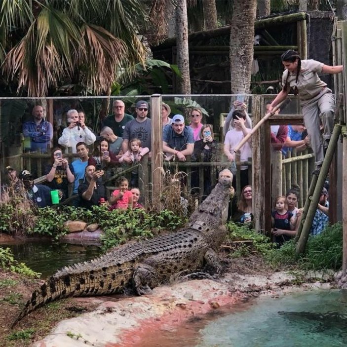 Timsah rotası desek: Miami Gator Park
