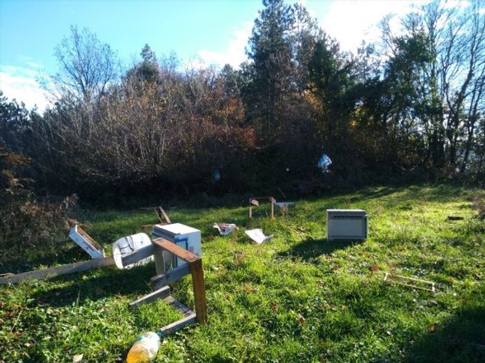 Kastamonu'da ayılar arı kovanlarına saldırdı