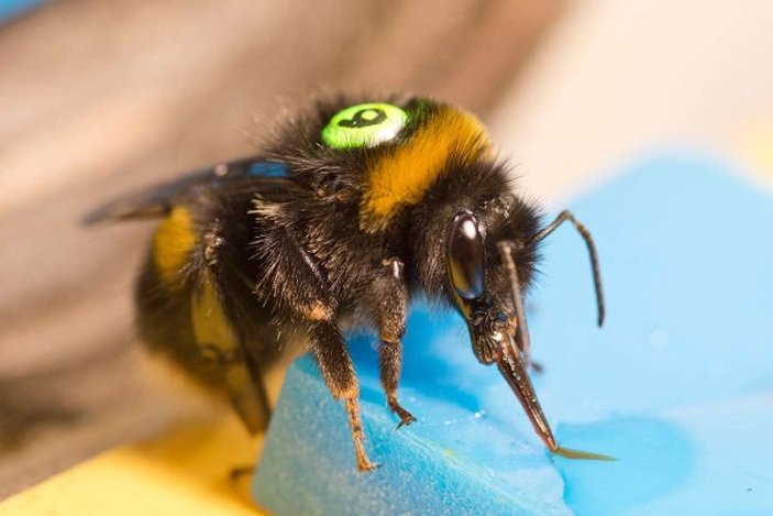 Araştırmacılar arıları kullanarak kablosuz ağ oluşturuyor