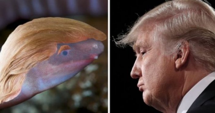 ABD Başkanı Trump'ın ismi artık amfibik bir canlıya ait