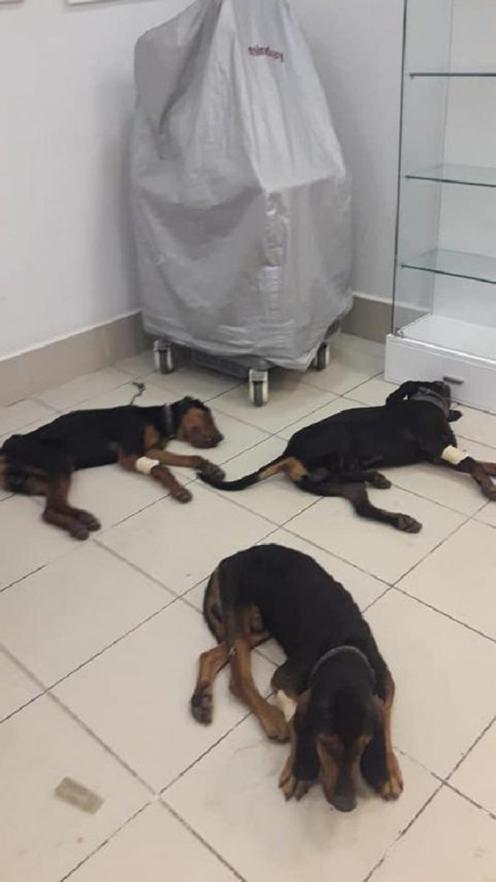 Ava giden köpekler zehirlenerek öldü